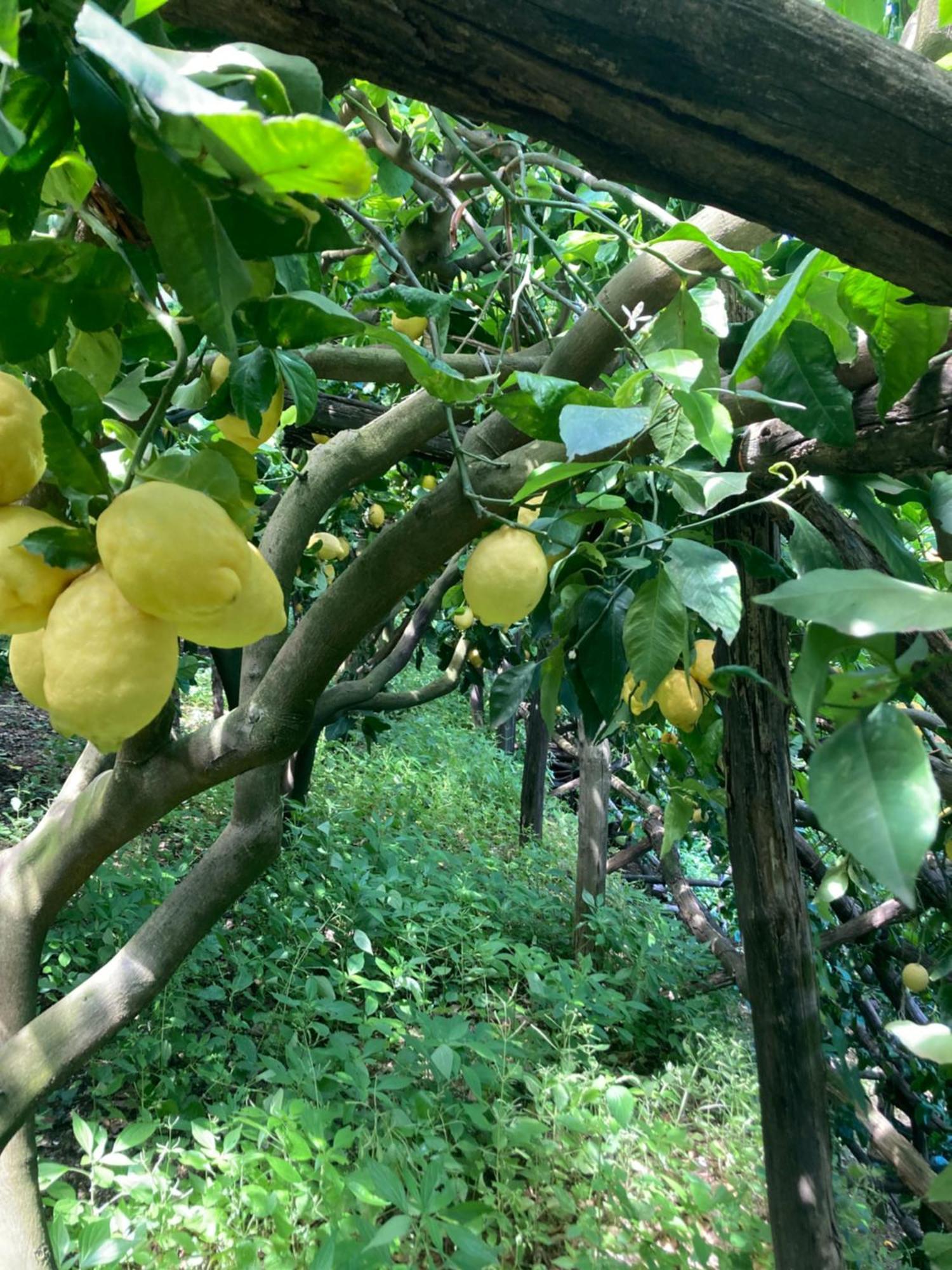 Suite I Limoni Ravello Dış mekan fotoğraf